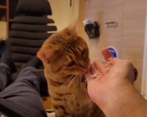 Hot kitty sucks deliciously on you ... . Pussy eating while staring at you