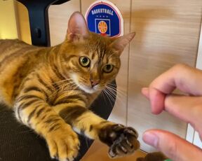 Normally, your energetic pussy is quiet when playing with you ... .