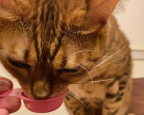 Pussy licks it happily when I offer it to her ........ If you want to give it to her, please leave a